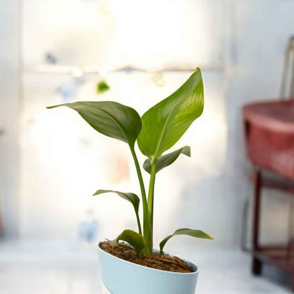 Bloom Bird Of Paradise Plant | Decor & Gift