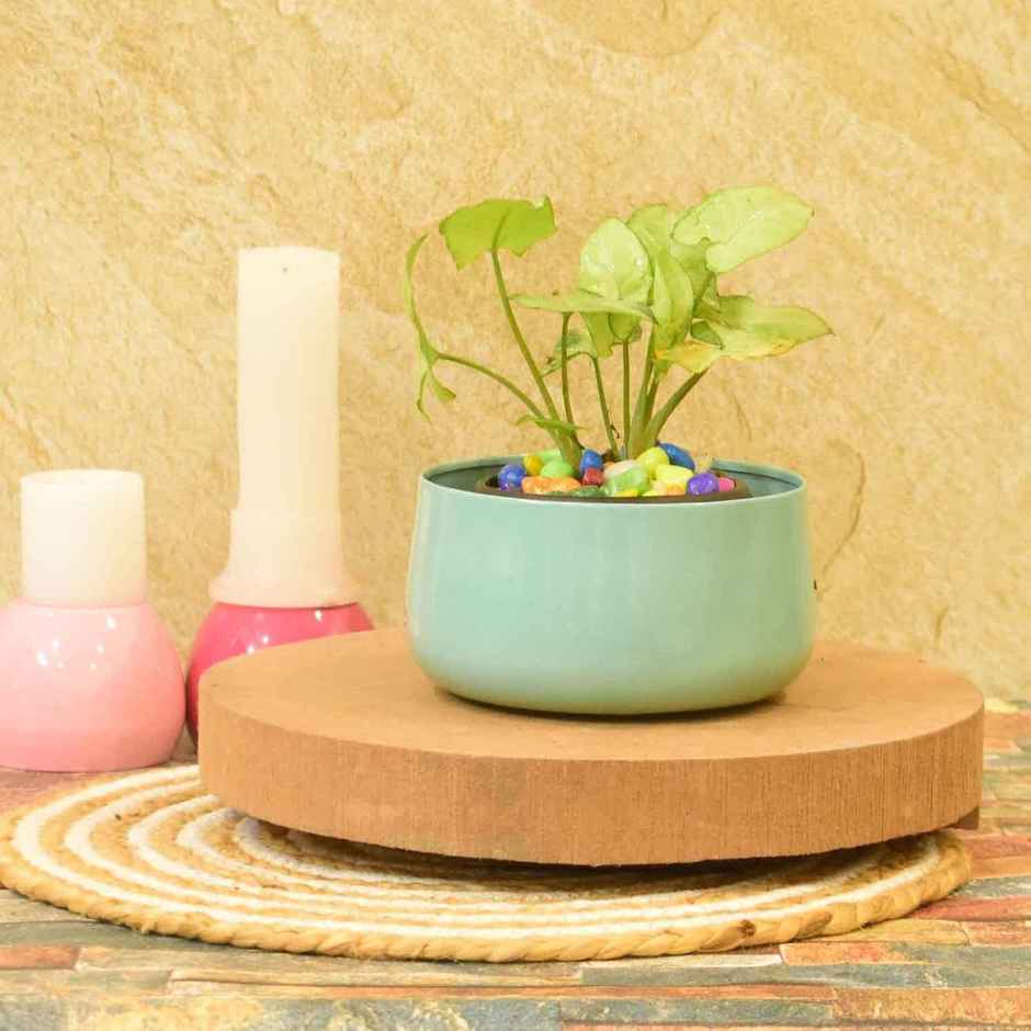 Casacraft by Pepperfry Desk Pot | Mint Green