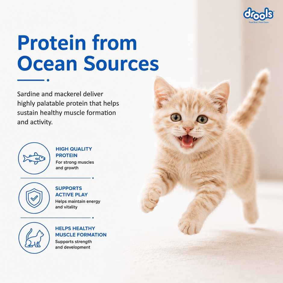Drools Kitten (1-12 Months) Dry Cat Food With Free Container - Ocean Fish