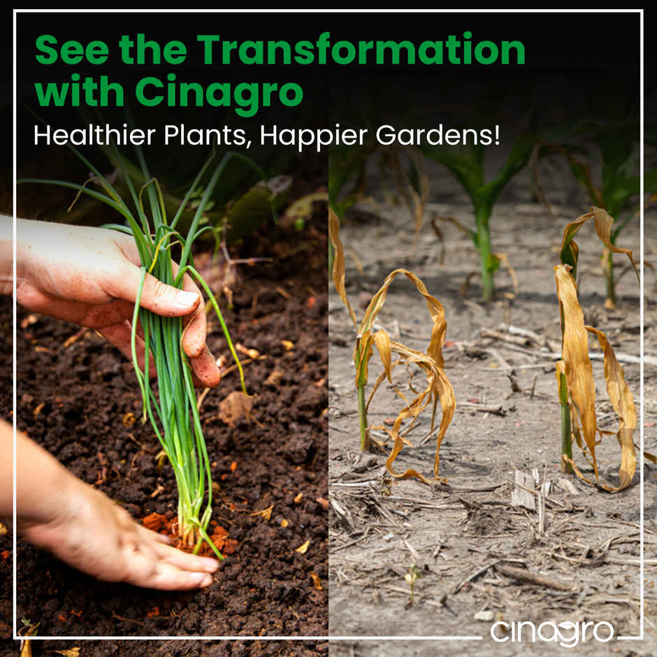 Cinagro Cow Dung Manure Plant Fertilizer for Soil Enrichment