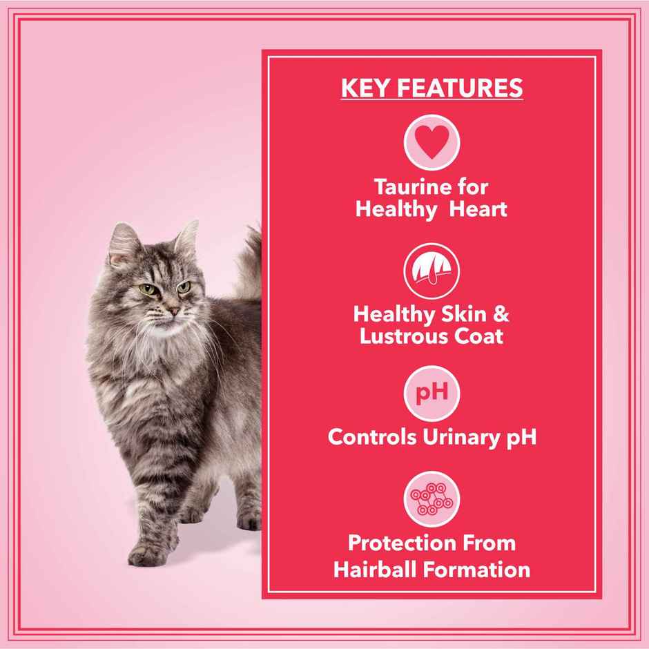 Let'S Bite Active Adult Dry Cat Food - Ocean Fish (Buy 1 Get 1 Free)