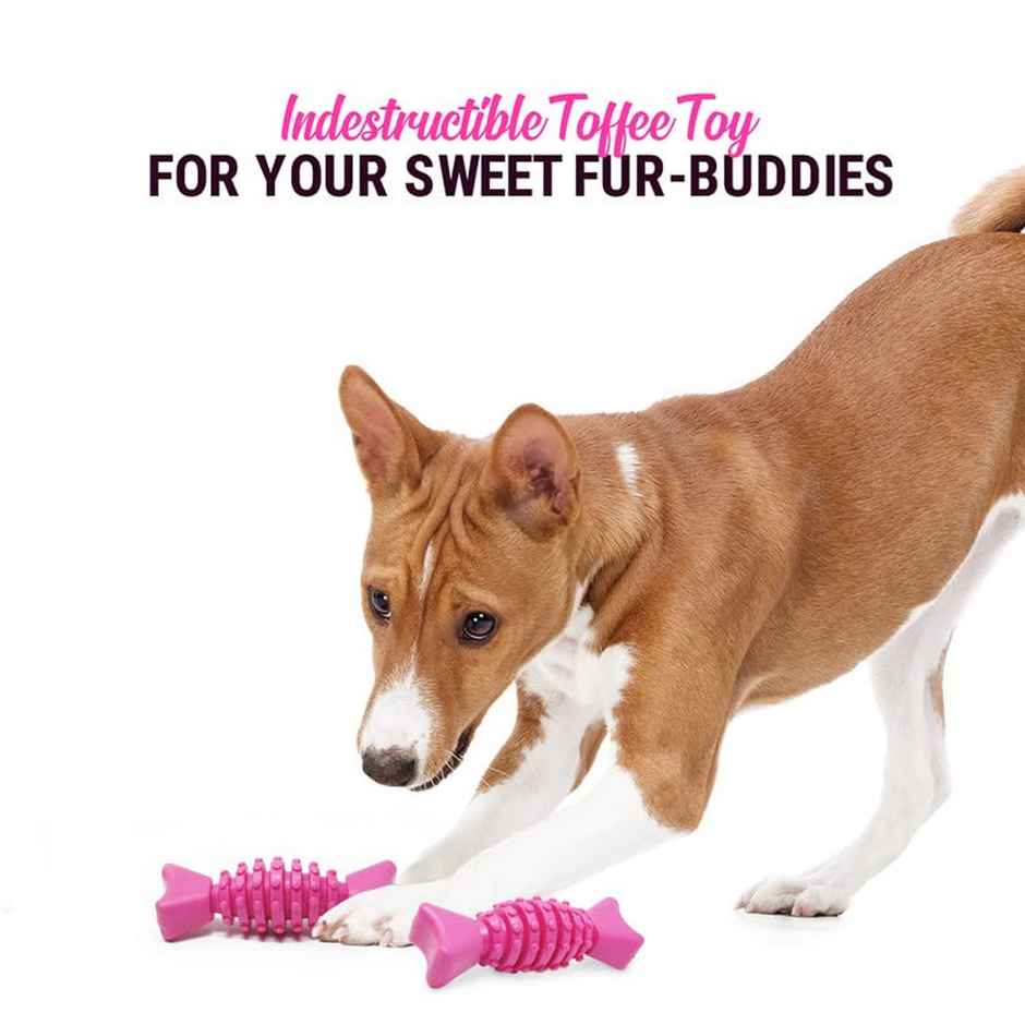 Urbanfix Pet Tether Toy | Heavy-Duty Long-Lasting Chew Toy for Active Dogs - Assorted