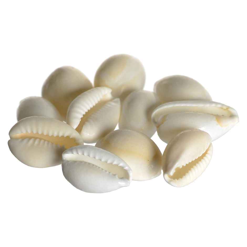 Seetara Mahalaxmi Kaudi Shells (11 units) Lakshmi Pooja Essentials