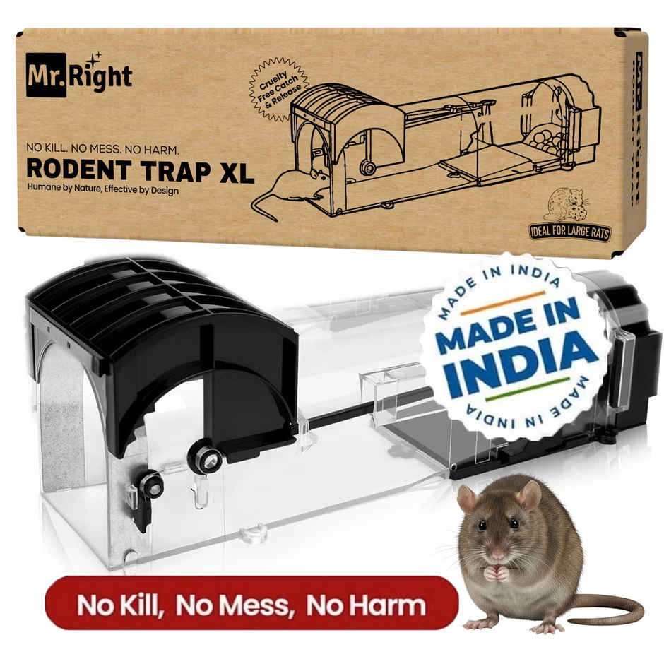 Mr. Right Rat Trap