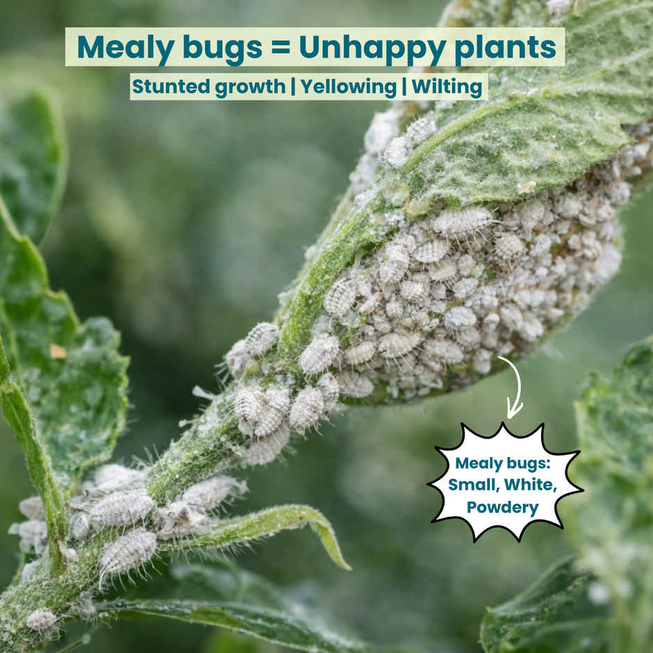 Pot And Bloom Mealy Bug Buster