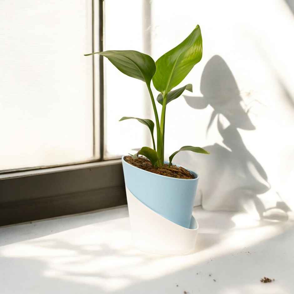 Bloom Bird Of Paradise Plant | Decor & Gift