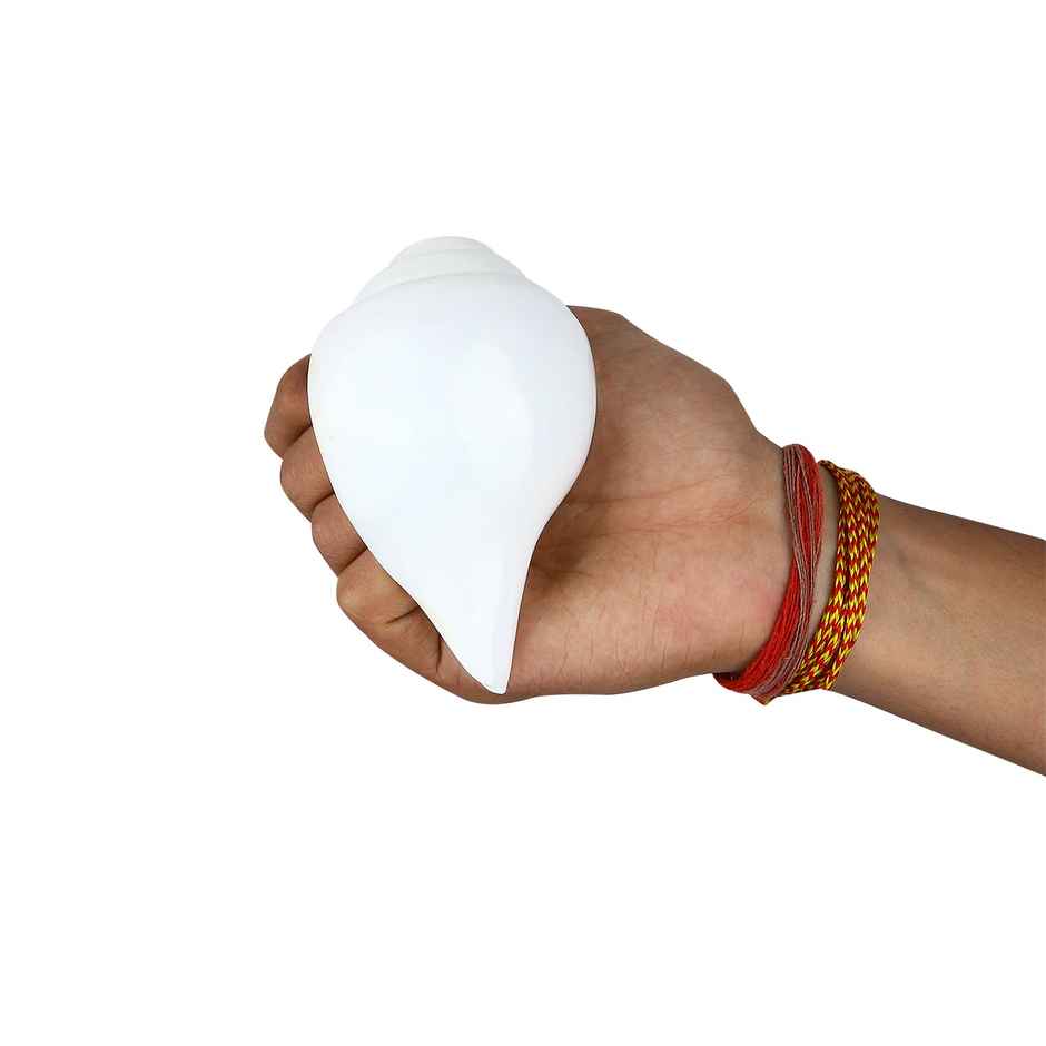 Natural Vamavarti Shankh | Satvik