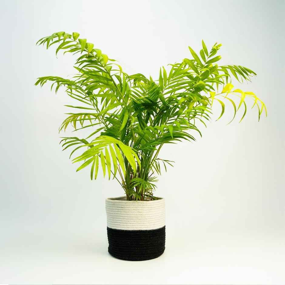 PrettyKrafts Jute Basket | White & Black - 8 x 8 Inch