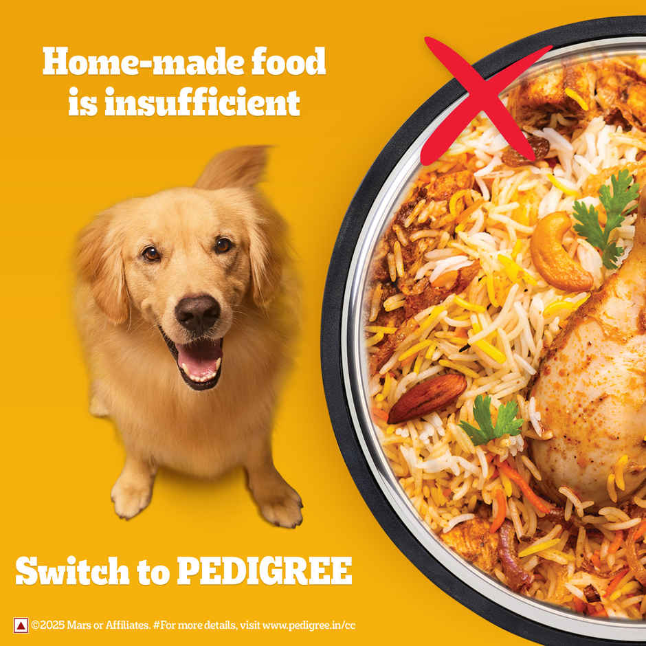 Pedigree Adult Dry Dog Food, New Chicken Biryani Flavour