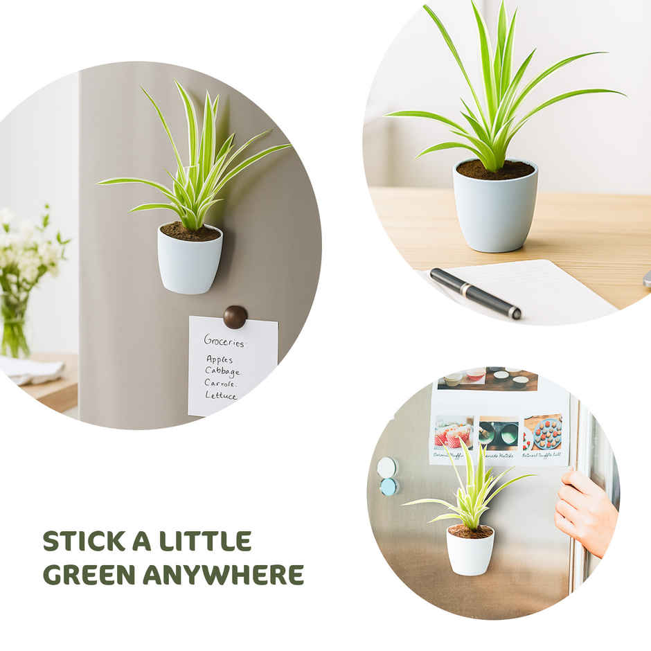 Bloom Baby Spider Plant in Magnetic Pot | Gifting & Decor