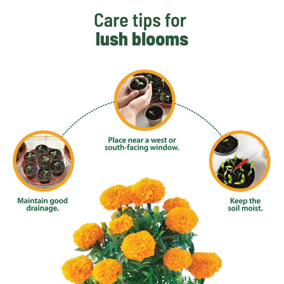 Pot And Bloom Treasures Marigold Grow Kit