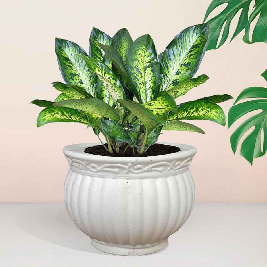 Kuber Industries Pack of 3 Kanha Matki 6 Inch Flower Pot | Indoor & Outdoor Planter | White