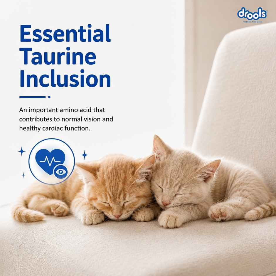 Drools Kitten (1-12 Months) Dry Cat Food With Free Container - Ocean Fish