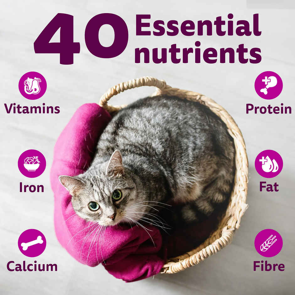 Whiskas Adult Dry Cat Food 1 Plus Years Rohu Fish Flavour