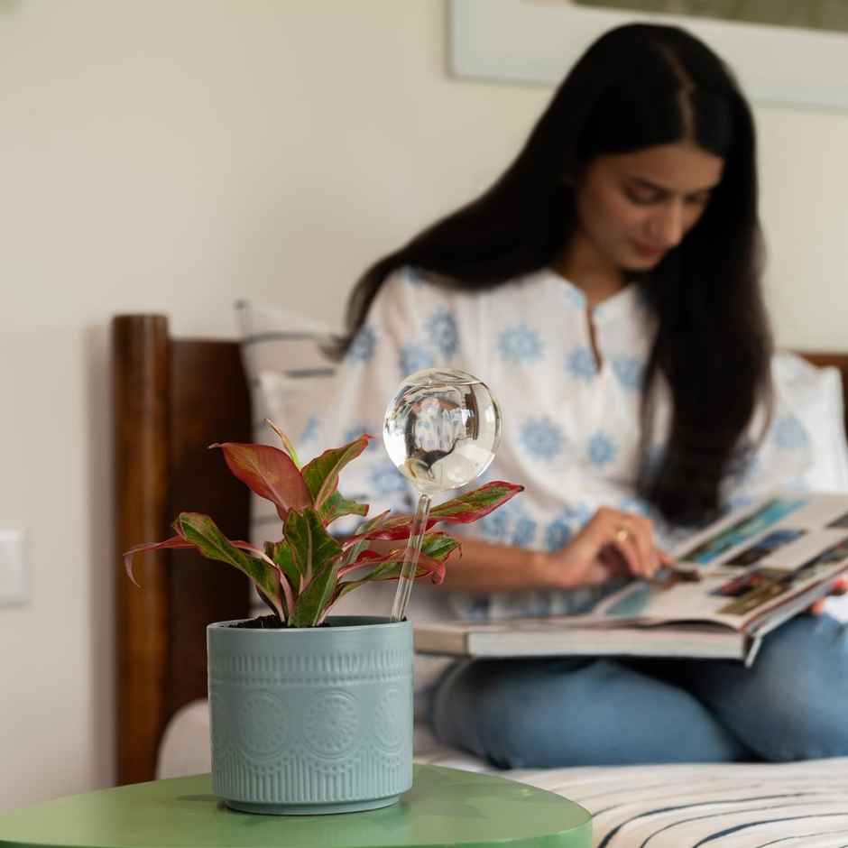 Kyari Plant Watering Globe | Pack of 1 | Garden Accessory