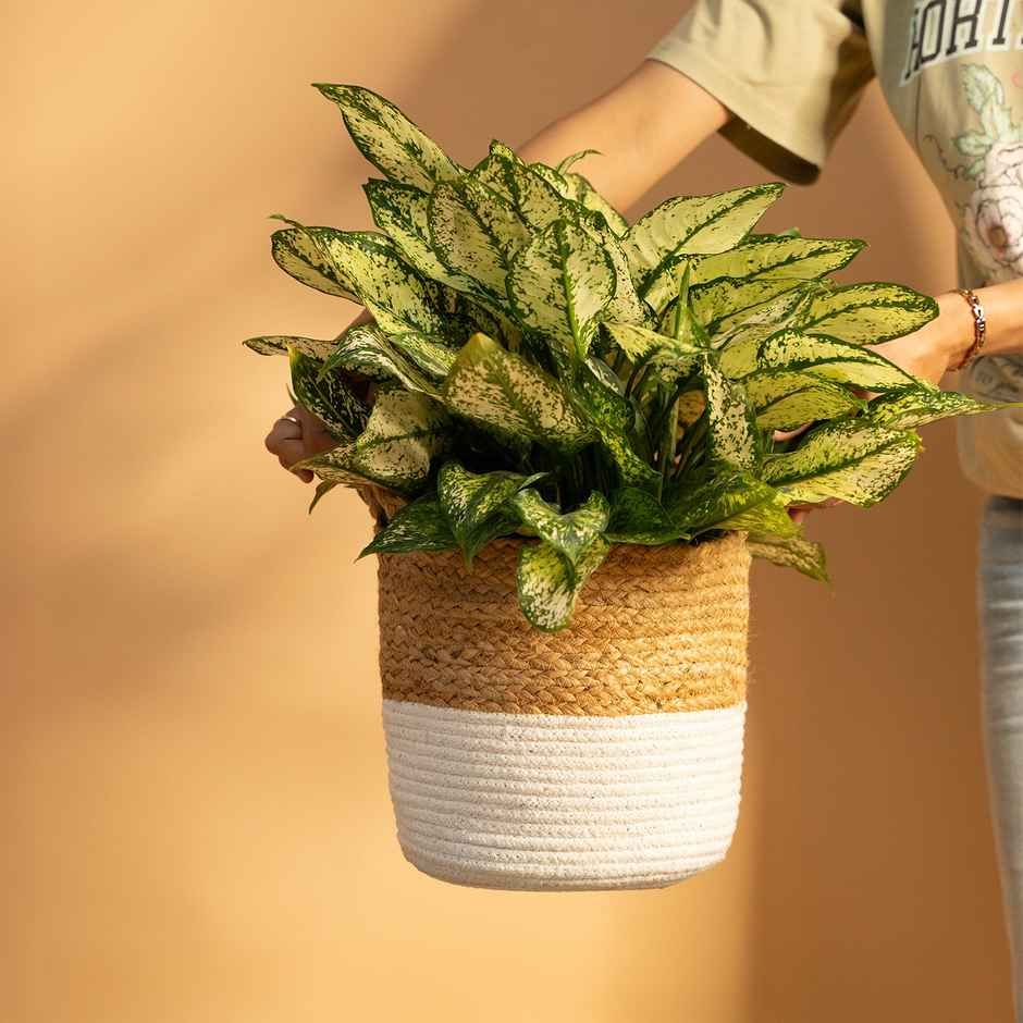 PrettyKrafts Jute Storage Basket | Organizer for Toys, Baby Clothes, Laundry & Planter - 8 x 8 Inch