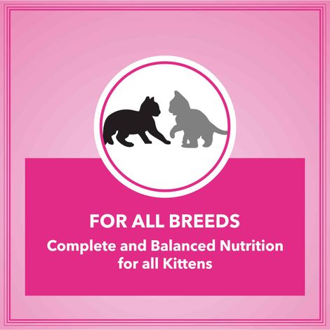 Let's Bite Active Kitten Dry Cat Food (Buy 1 Get 1 Free)