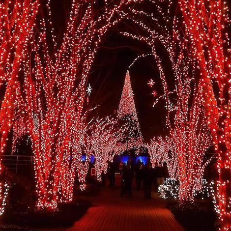 Lexton 36 Feet Long 40 LED Power Pixel Serial String/Fairy Light | Plug Sourced |Pack of 1 Red