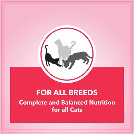 Let'S Bite Active Adult Dry Cat Food - Ocean Fish (Buy 1 Get 1 Free)