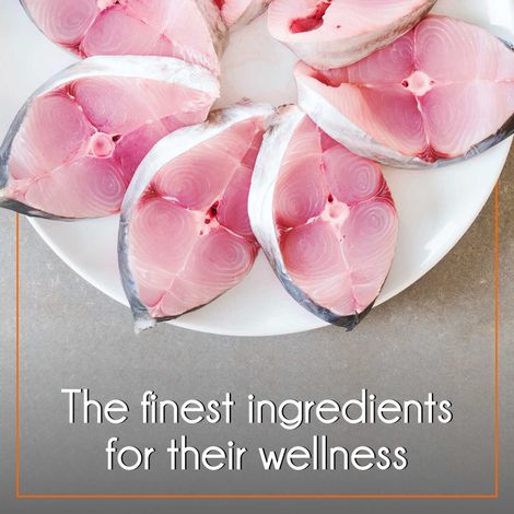 Purepet Mackerel Adult Dry Cat Food