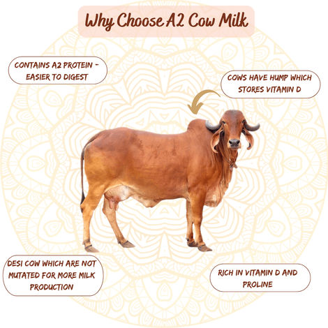 Earthen Story A2 Gir Cow Bilona Ghee