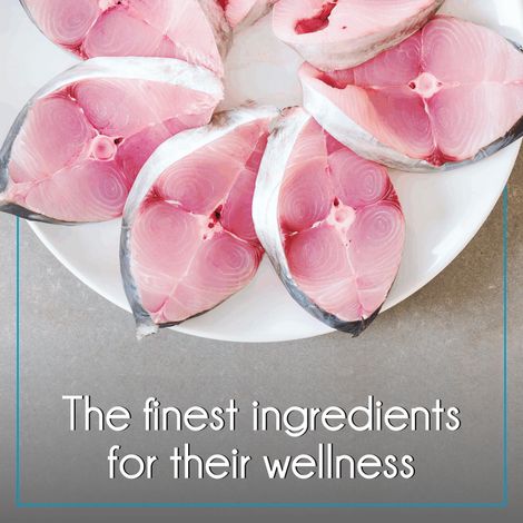 Purepet Ocean Fish Adult Dry Cat Food