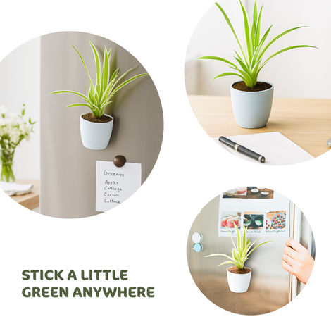 Bloom Baby Spider Plant in Magnetic Pot