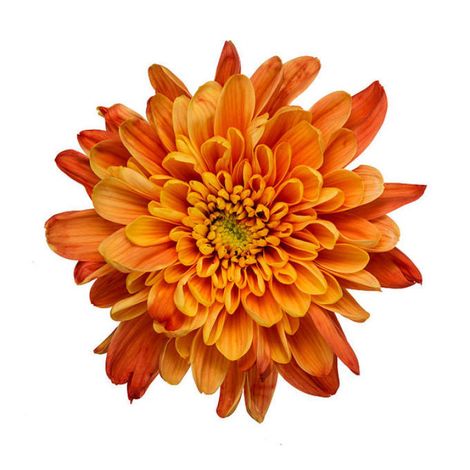Chrysanthemum Flower Orange