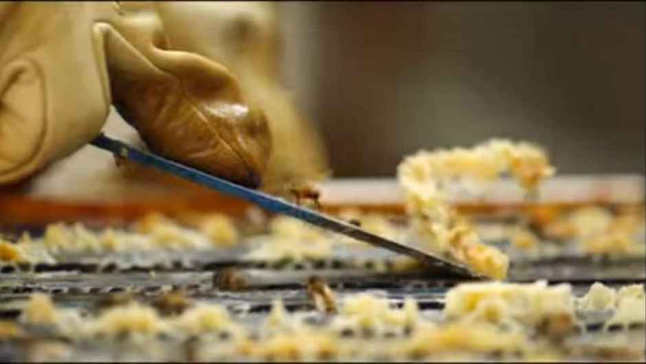 Dadev Pure Raw Organic Honey Nmr Tested Glass Jar