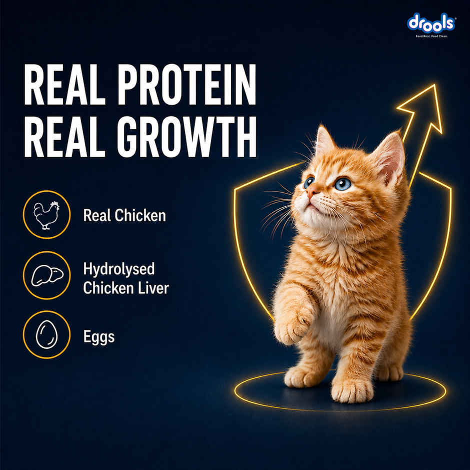 Drools Chicken Mousse Kitten Wet Food