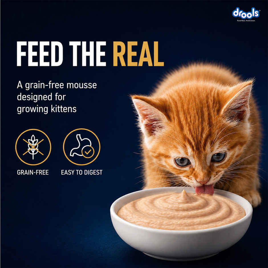 Drools Chicken Mousse Kitten Wet Food