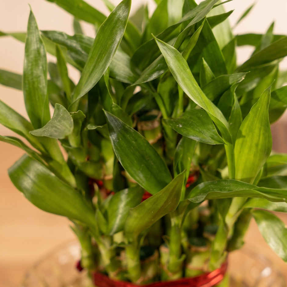 Bloom 2 Layer Lucky Bamboo Plant | Gifting & Decor