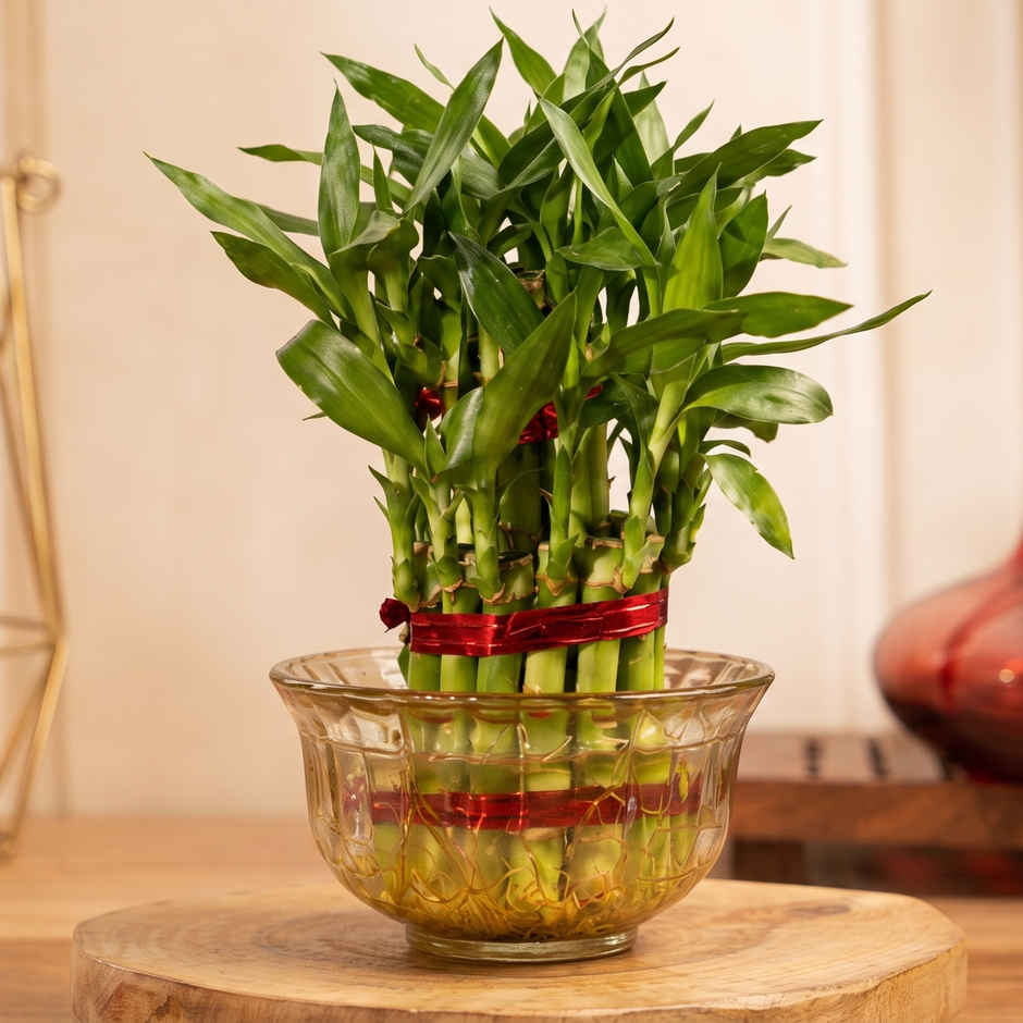 Bloom 2 Layer Lucky Bamboo Plant | Gifting & Decor