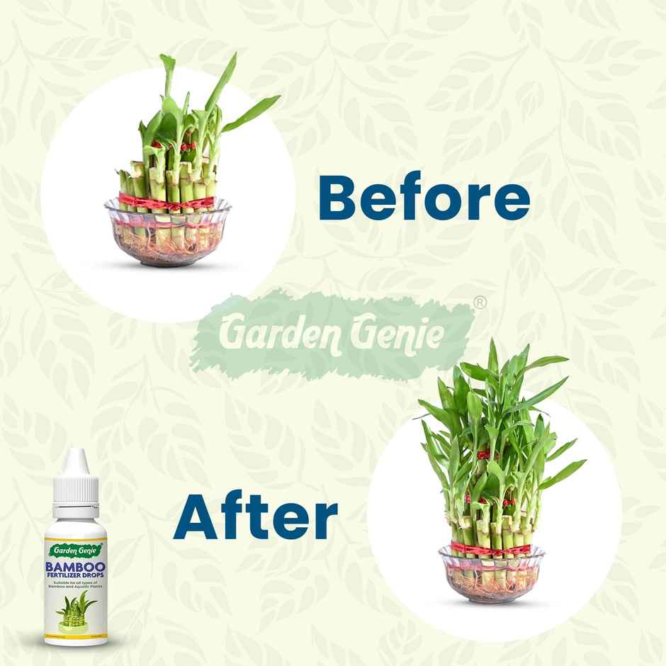 Bamboo Fertilizer Drops | For Lucky Bamboo, Lotus & Watering Plants- Money Plant etc