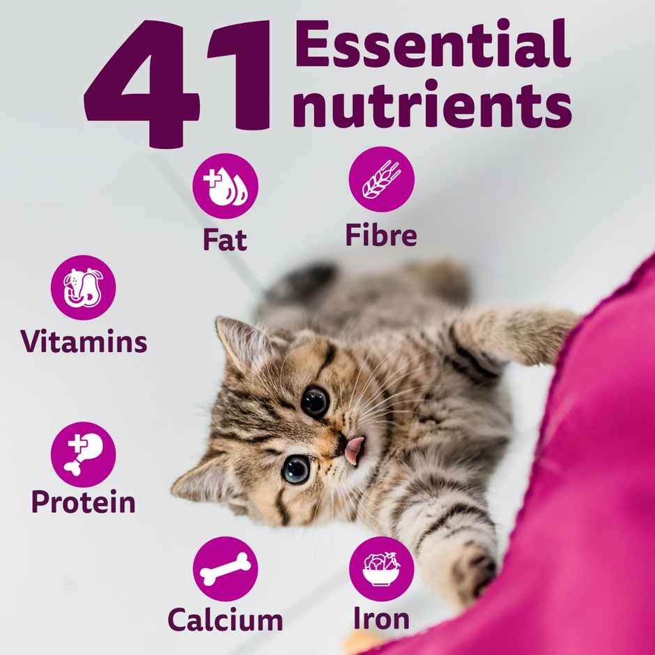 Whiskas Kitten Ocean Fish Flavour Dry Cat Food