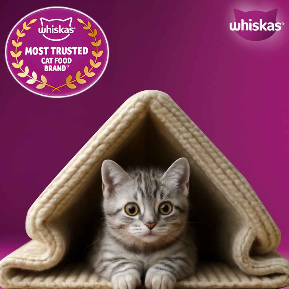 Whiskas Kitten Dry Cat Food, Mackerel Flavour | 2-12 months