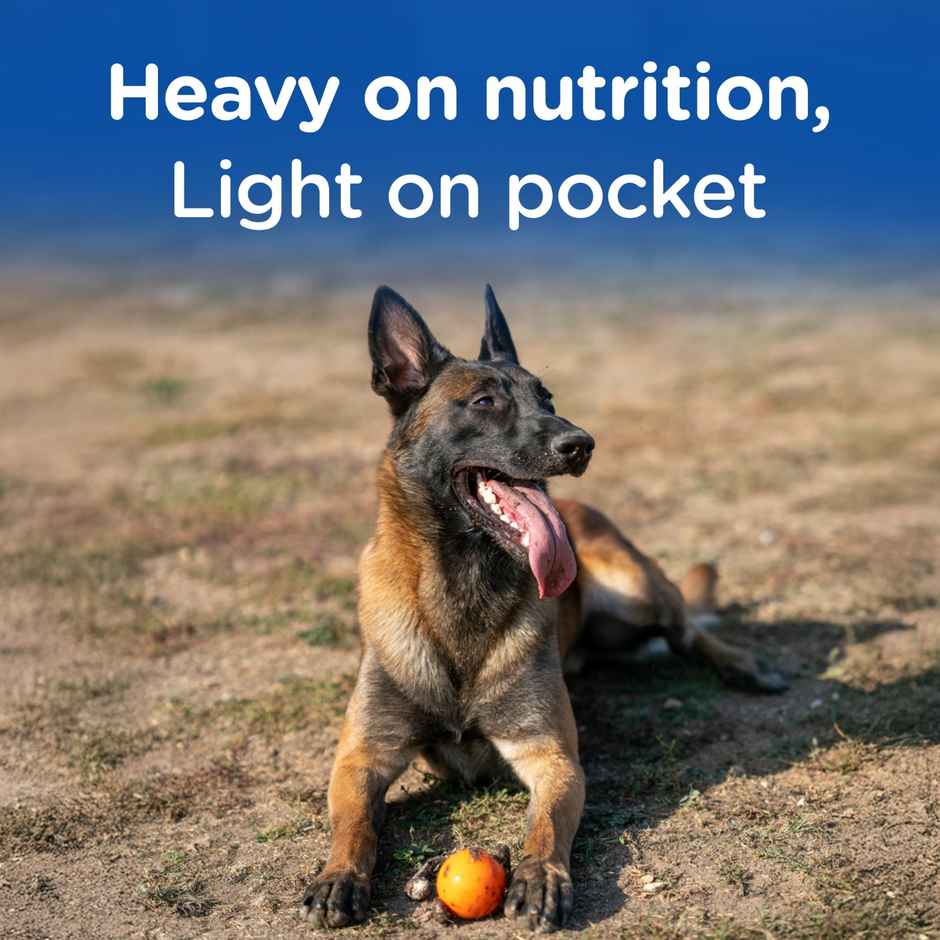 Chappi Adult Chicken & Rice Dry Dog Food