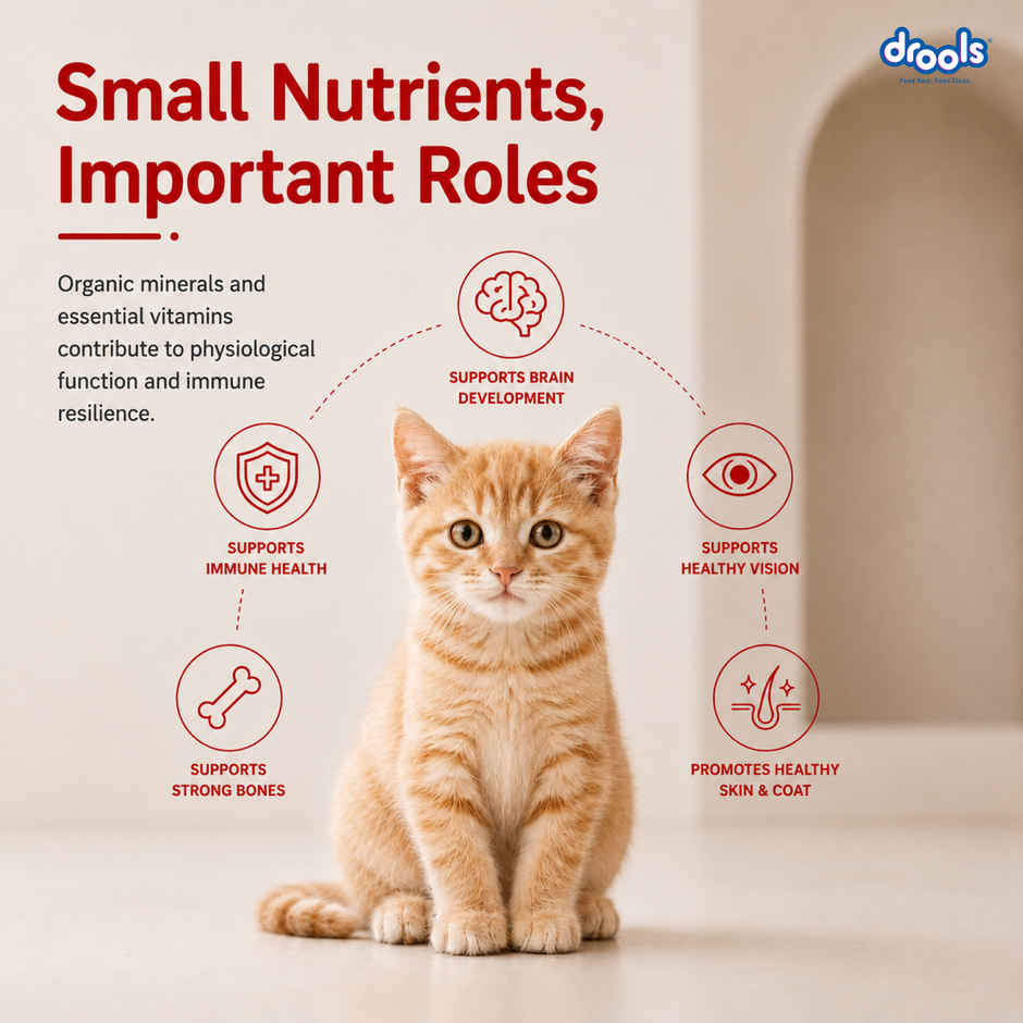 Drools Kitten (1-12 Months) Dry Cat Food, Mackerel, 1kg with Free Container