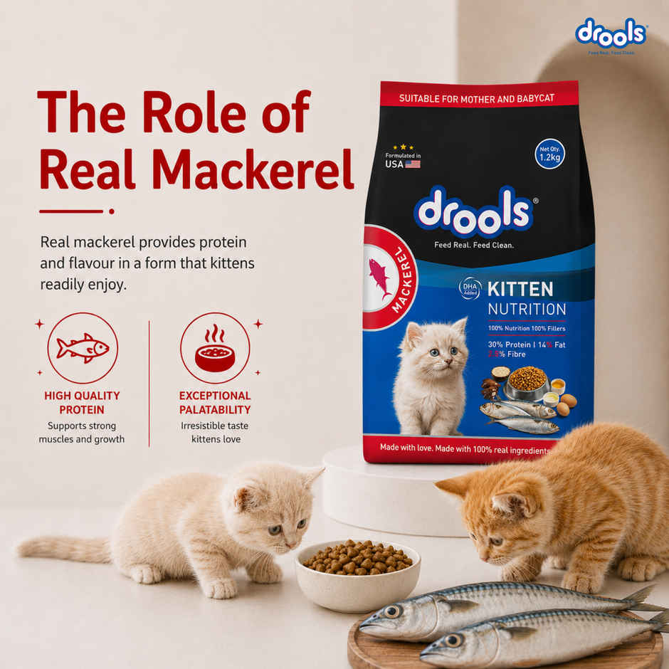 Drools Kitten (1-12 Months) Dry Cat Food, Mackerel, 1kg with Free Container