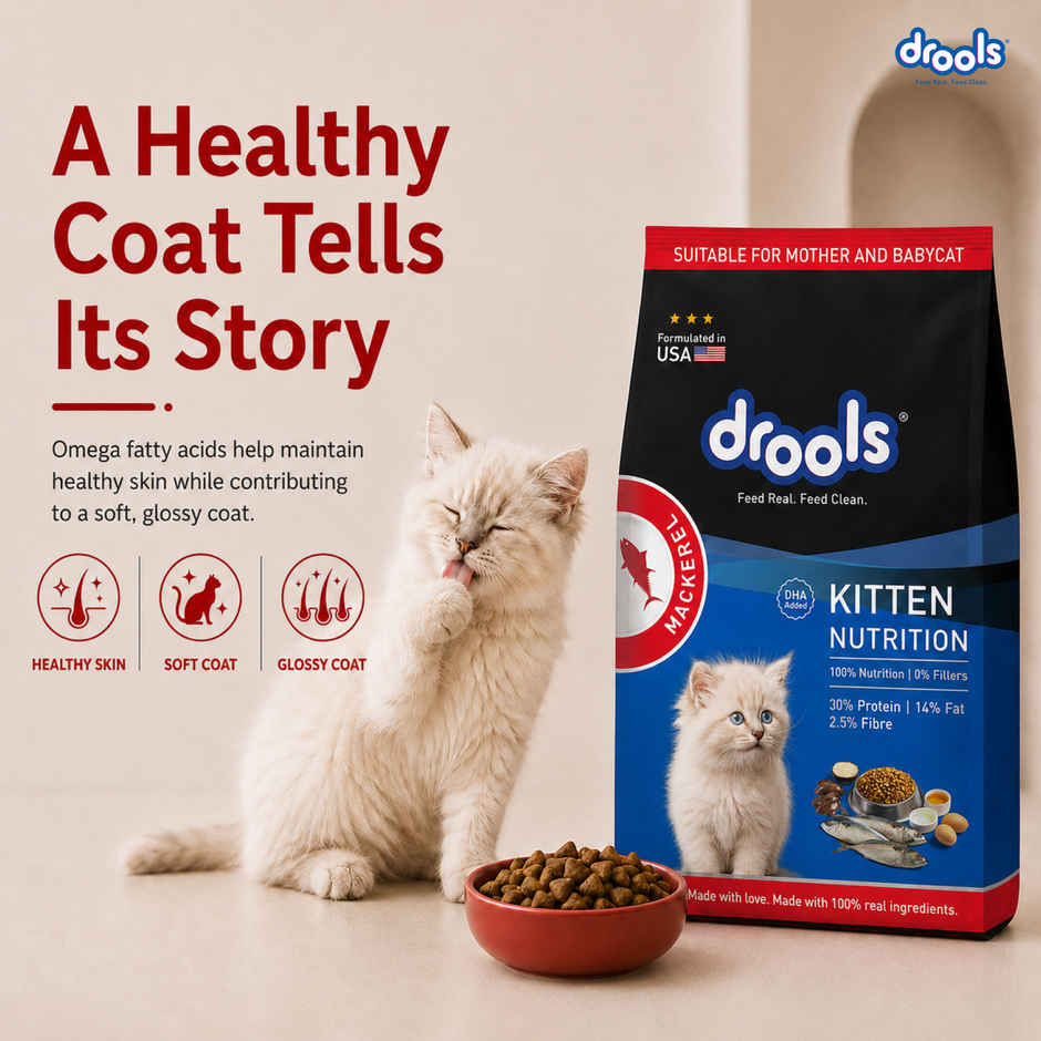 Drools Kitten (1-12 Months) Dry Cat Food, Mackerel, 1kg with Free Container