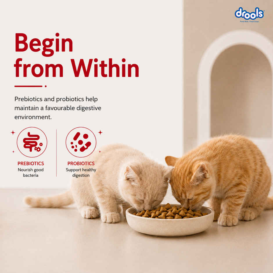 Drools Kitten (1-12 Months) Dry Cat Food, Mackerel, 1kg with Free Container