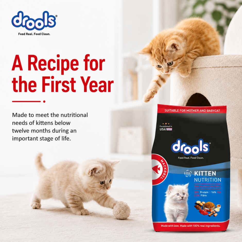 Drools Kitten (1-12 Months) Dry Cat Food, Mackerel, 1kg with Free Container