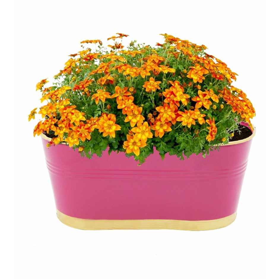 Casacraft by Pepperfry Railing Planters 12 Inches