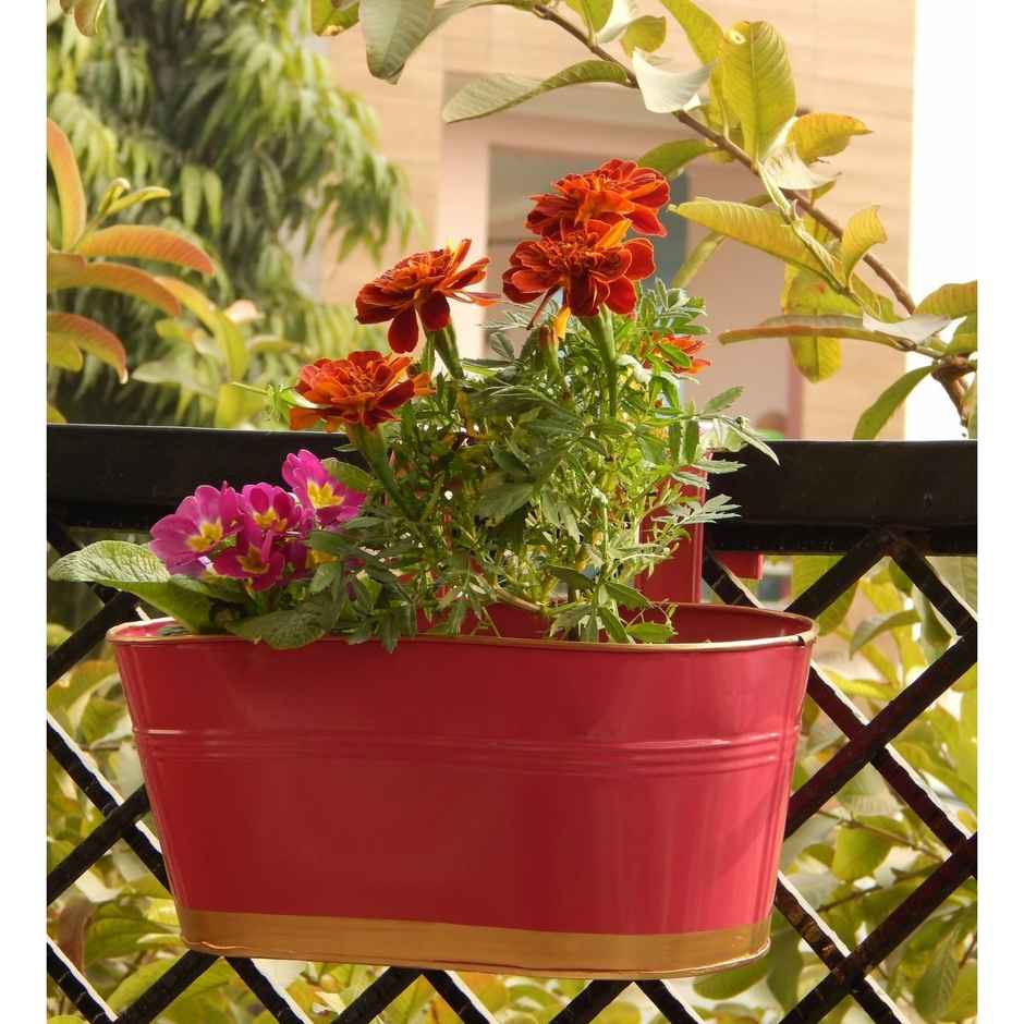 Casacraft by Pepperfry Railing Planters 12 Inches