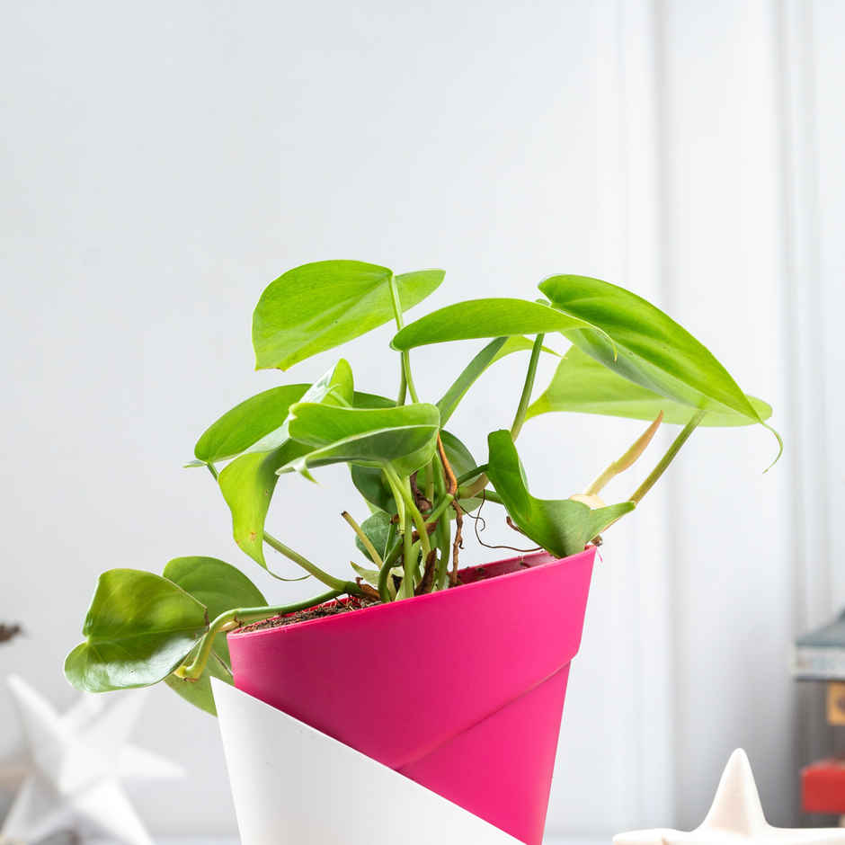 Bloom Air Purifying Oxycardium Plant | Gifting & Decor
