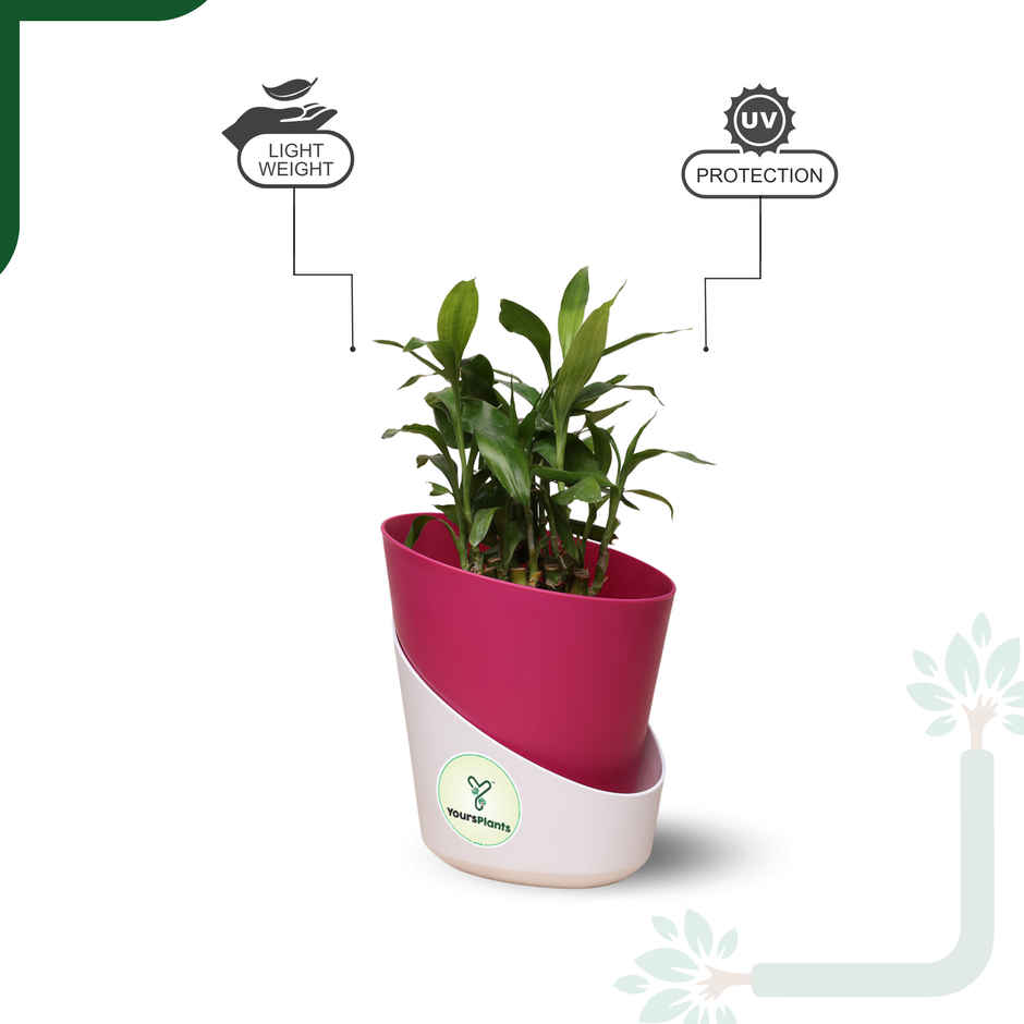 Yoursplants Atlantis - 4 Inch Pink Pot | Pack Of 1