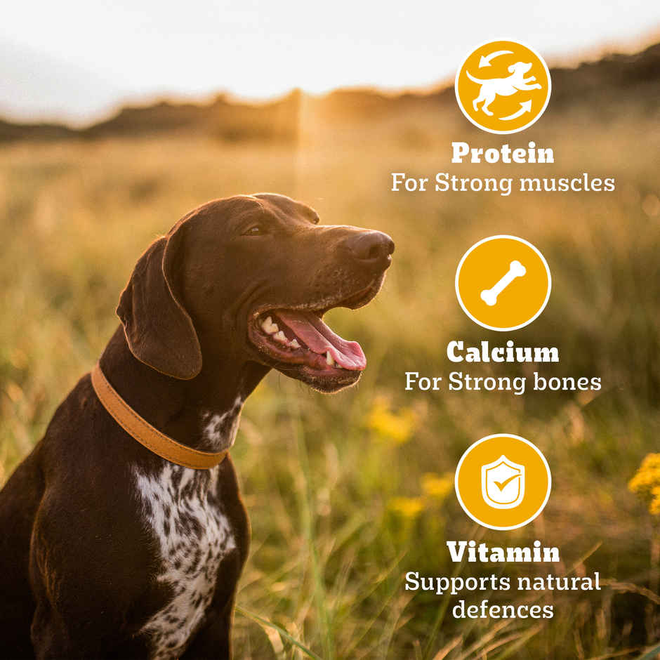 Pedigree Biscrok Chicken Flavour Dog Biscuits