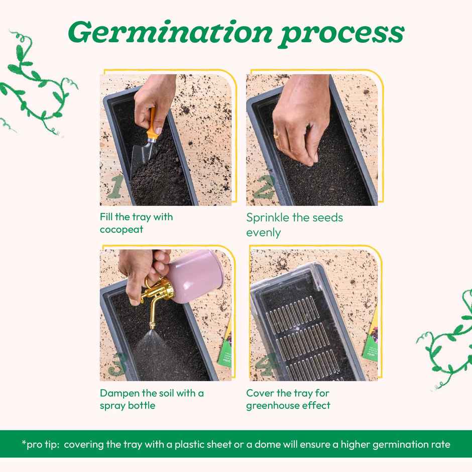 Ugaoo Spinach Seeds (Palak)