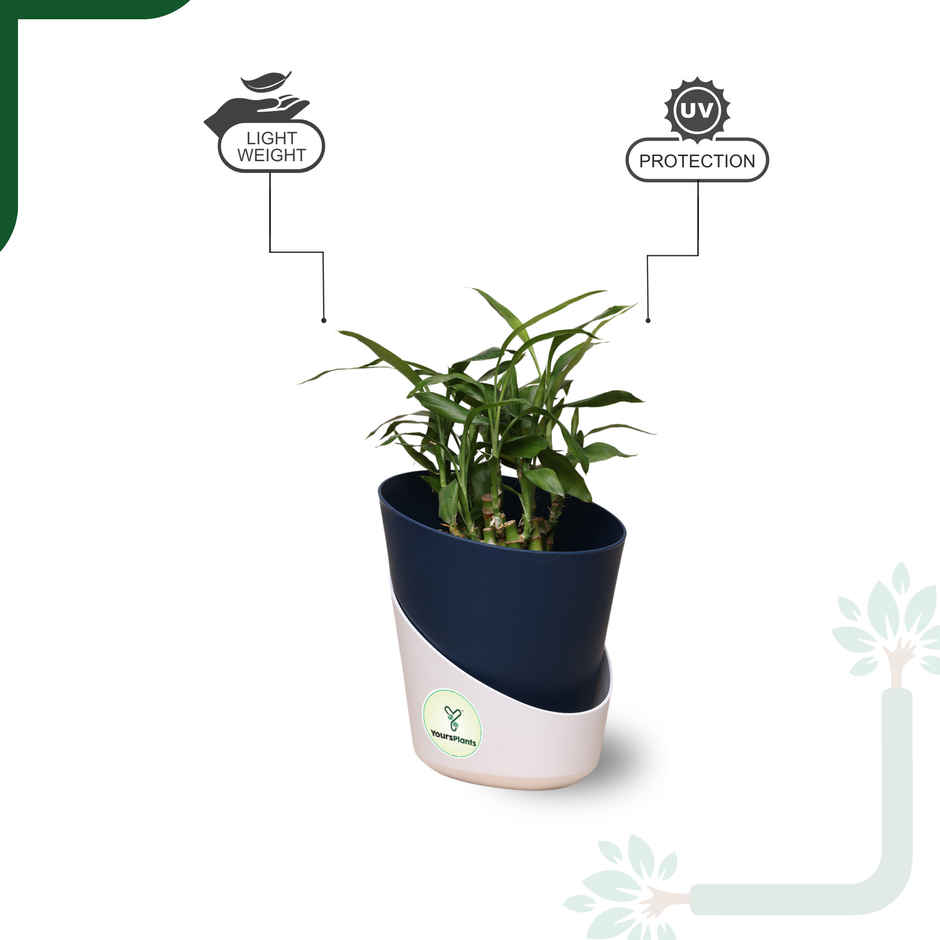 Yoursplants Atlantis - 4 Inch - Navy Blue Pot | Pack Of 1