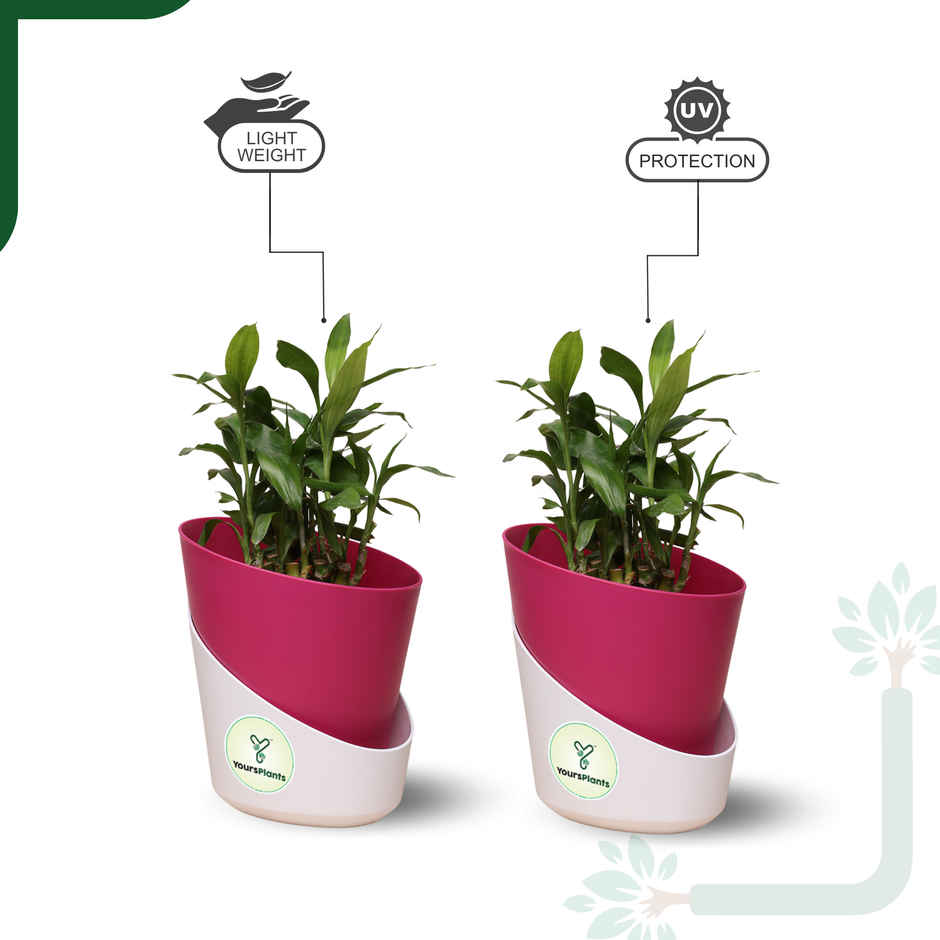 Yoursplants Atlantis - 4 Inch Pink Pot | Pack Of 2